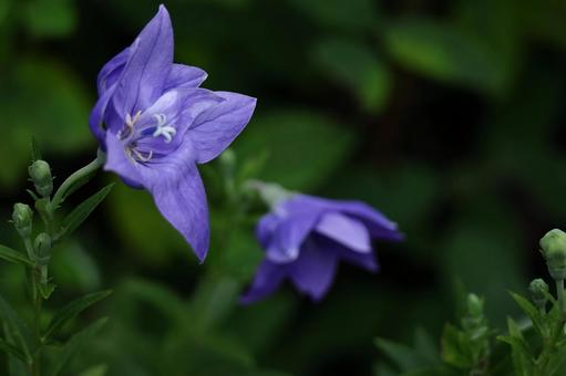 Photo, campanulaceae, flower, bellflower family, 