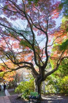 秋の気配・色づくモミジ 秋の気配・色づくモミジ 紅葉,モミジ,紅葉狩りの写真素材