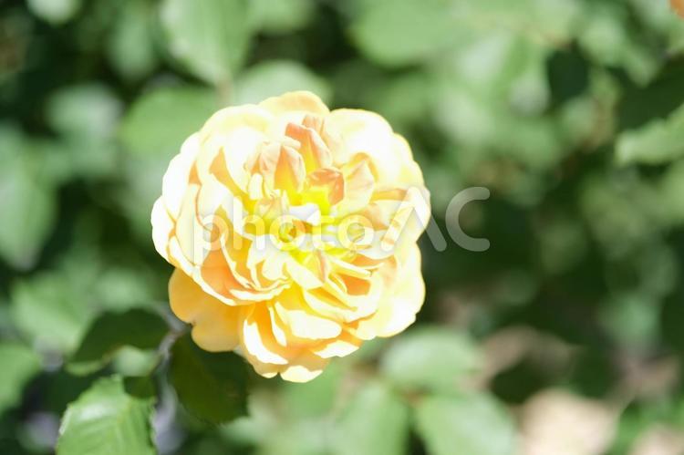 バラの花の素材 薔薇,バラ,ばらの写真素材