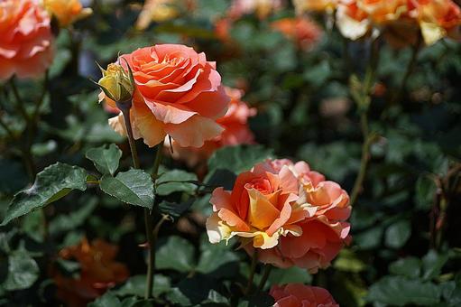 荒牧バラ園474　オレンジスプラッシュの写真