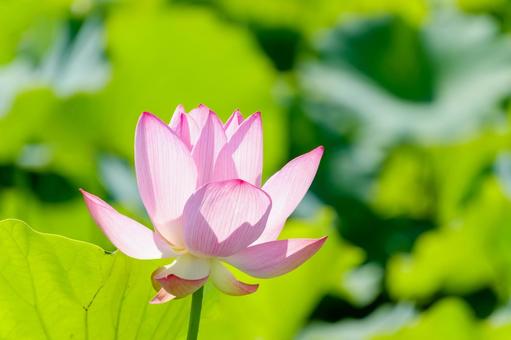夏の陽射しに映える美しい蓮の花 夏の陽射しに映える美しい蓮の花の写真