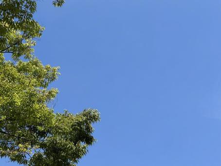 青空に映える新緑の木々 青空に映える新緑の木々の写真