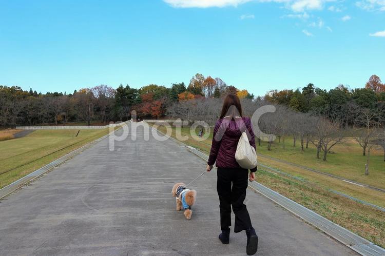 愛犬と散歩 女性,女の人,愛犬の写真素材