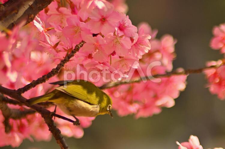 メジロの戯れ８ メジロ,桜,サクラの写真素材