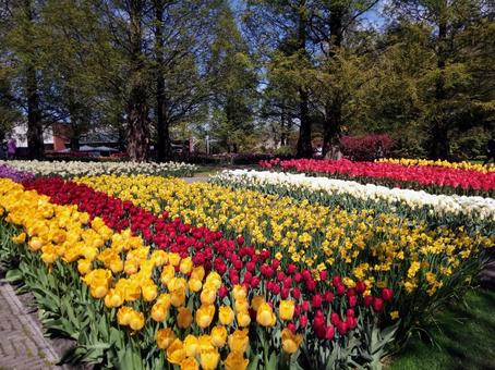 キューケンホフ公園 チューリップ畑 キューケンホフ公園 チューリップ畑の写真