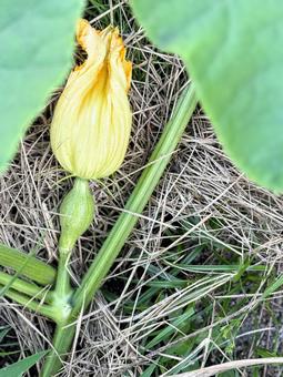 かぼちゃの花と小さな実 かぼちゃ,実,野菜の写真素材