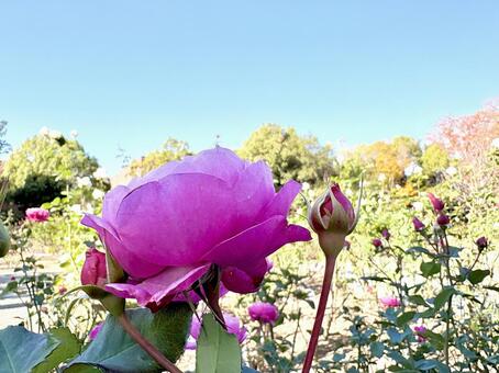 凛とした立ち姿の薔薇 02 薔薇,ソウビ,ショウビの写真素材