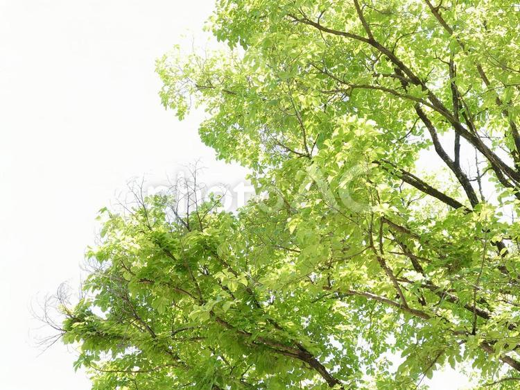 美しい緑の季節 初夏,緑,春の木の写真素材