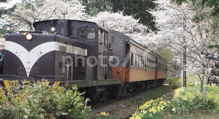 ディーゼル機関車　春の青森県芦野公園 鉄道,津軽鉄道,ディーゼルの写真素材