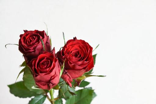 赤いばら 赤い薔薇,赤,薔薇の写真素材