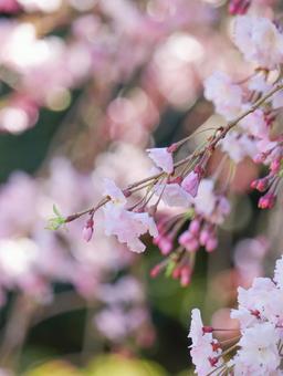 さくら さくらの写真