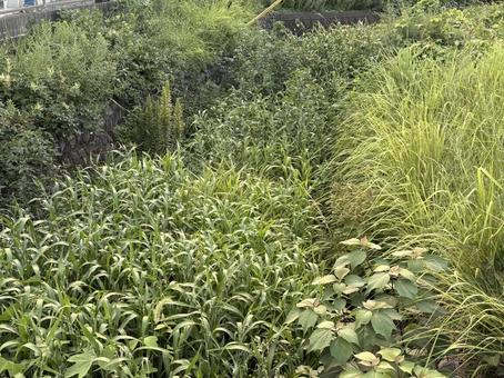 緑に包まれた小さな川 緑に包まれた小さな川の写真