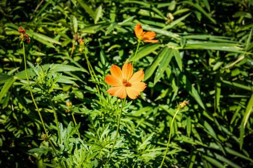 Yellow Cosmos, JPG