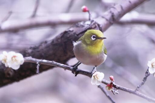 梅の枝にとまるメジロ 鳥,メジロ,春の写真素材