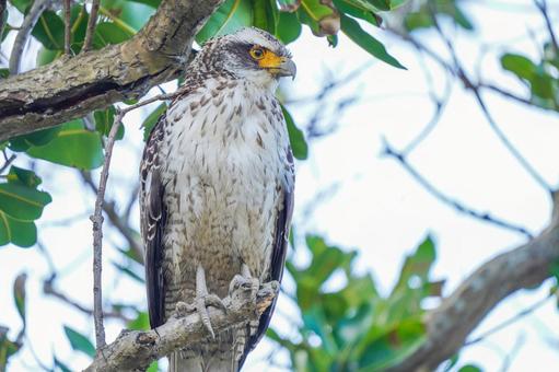 Photo, bird, birds, wild, 