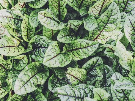 植物の葉 植物の葉の写真