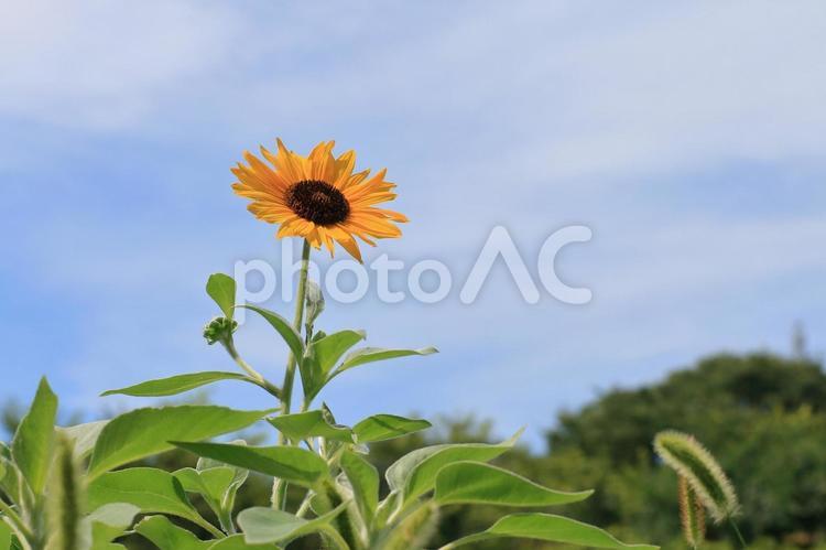 下から見上げるひまわり ひまわり,向日葵,下からの写真素材