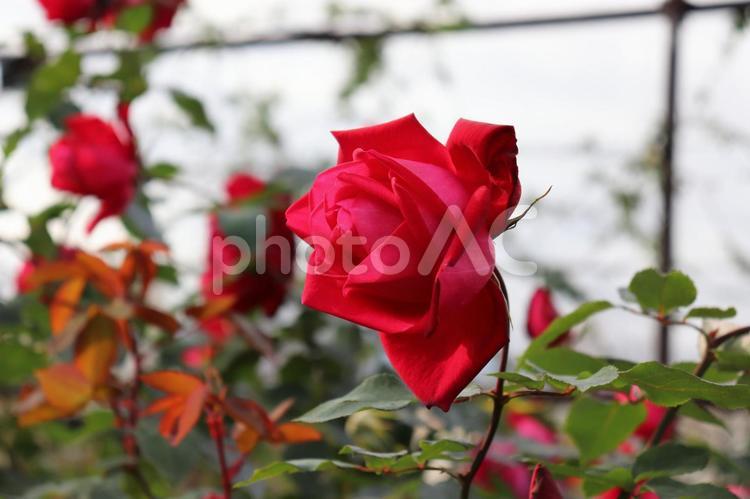 日本生まれの赤い薔薇、宴 薔薇,宴,植物の写真素材