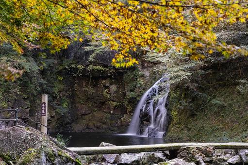 三重-【赤目四十八滝（紅葉）】 赤目四十八滝,赤目四八滝,川の写真素材