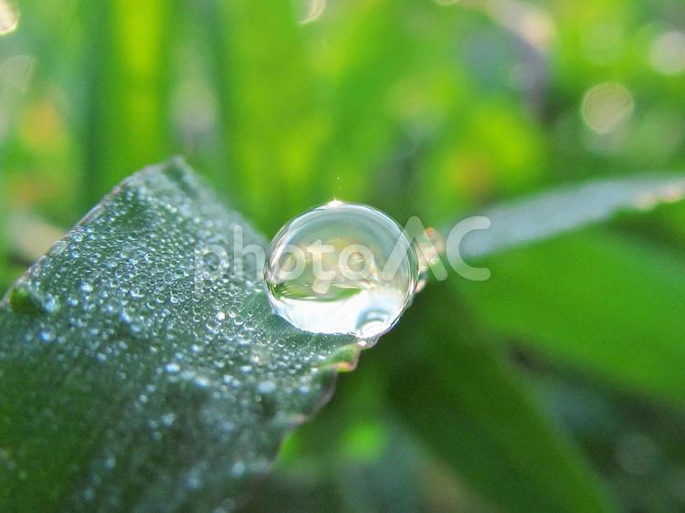水滴と緑の葉と朝の光 水滴,すいてき,waterの写真素材