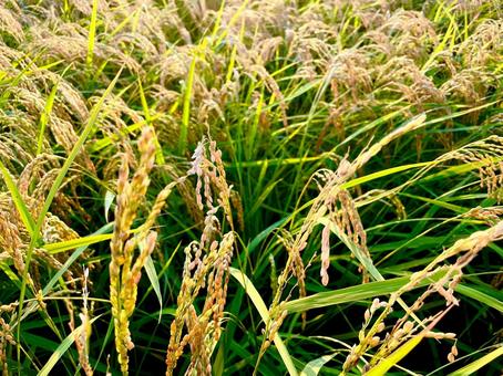 黄金色の稲穂 稲穂,米,農業の写真素材