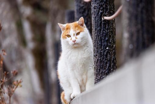 Stray cats on the Kyoto Philosopher's Path, JPG