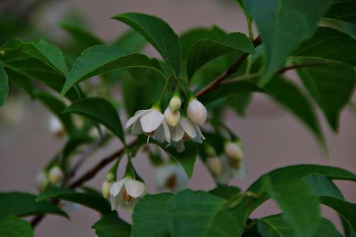 花咲くエゴノキ エゴノキ,斎墩果,花の写真素材