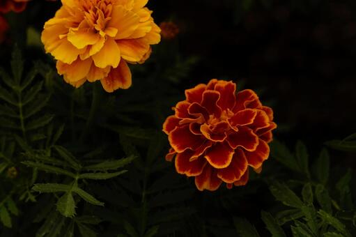昏い花 昏い花の写真