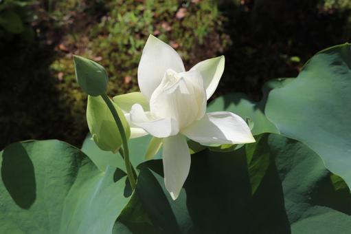 法金剛院 蓮の花 唐招提寺蓮 法金剛院 蓮の花 唐招提寺蓮の写真