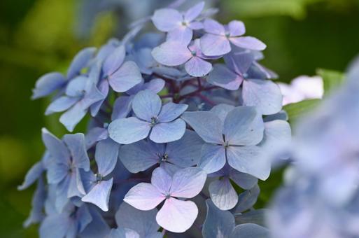 あじさいの写真