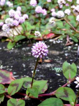 ヒメツルソバ ヒメツルソバ,花,植物の写真素材
