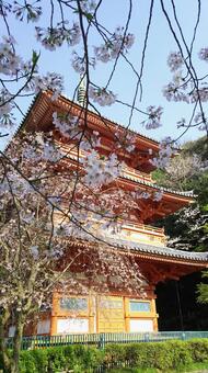 桜と三重塔 桜,三重塔,福岡の写真素材