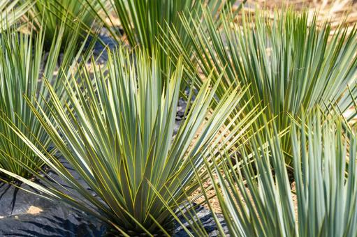 Photo, yucca, rostrata, plant, 