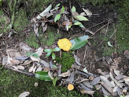 Chanterelles, JPG Chanterelles, JPG