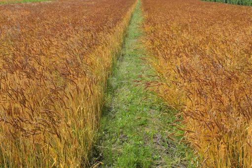 黄金色のムギ畑 黄金色のムギ畑,ムギ畑,麦畑の写真素材