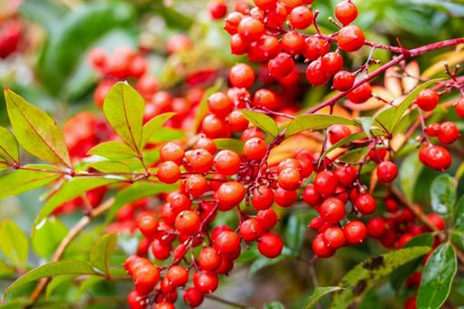 ナンテンの実⑼ 実,ナンテン,植物の写真素材