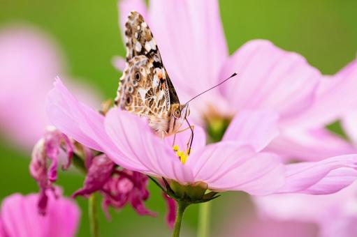 ヒメアカタテハ⑺ ヒメアカタテハ⑺ 蝶,ヒメアカタテハ,昆虫の写真素材