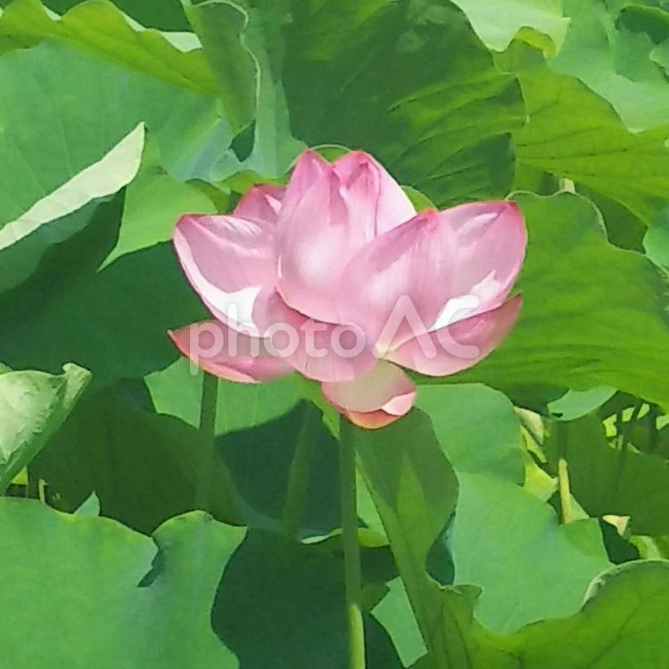 満開の蓮の花 蓮の花,蓮,蕾の写真素材