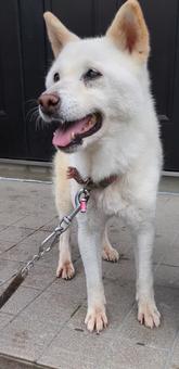 ワンコと暮らす2 犬,ワンコ,外飼いの写真素材