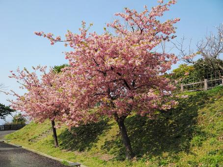 河津桜のある風景 河津桜のある風景 河津桜,サクラ,花弁の写真素材