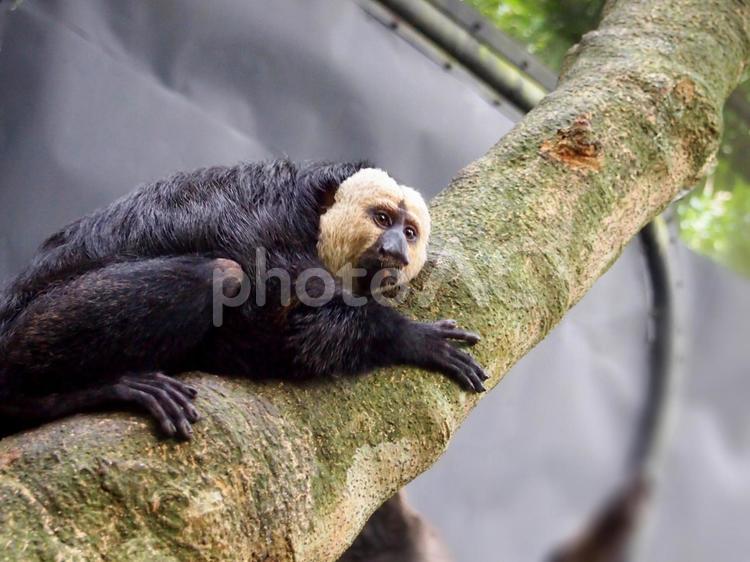 木の上で休むシロガオサキ animal,アニマル,シロガオサキの写真素材