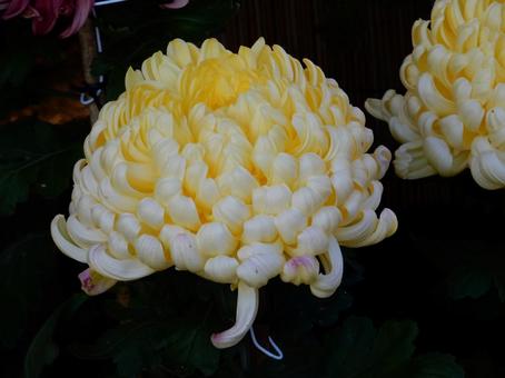 【風景写真】福山菊花展覧会の風景の写真