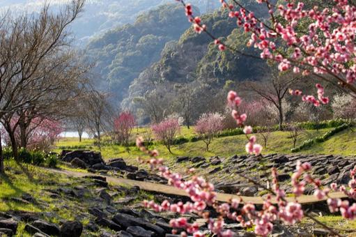 西山高部水源地の梅の花01 西山高部水源地の梅の花01の写真