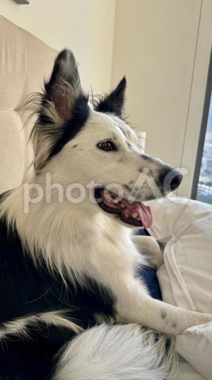 笑顔な犬の横顔 犬,ボーダーコリー,笑顔の写真素材