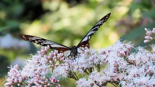 フジバカマに飛来 蜜を吸うアサギマダラ フジバカマに飛来 蜜を吸うアサギマダラ アサギマダラ,蝶,秋の写真素材