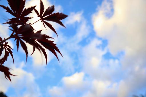 紅葉と雲 紅葉と雲の写真