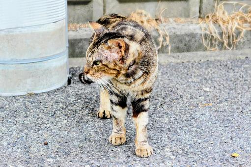 猫 猫の写真