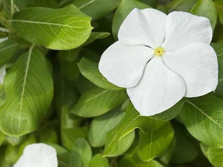 花(ホワイト) 花(ホワイト)の写真