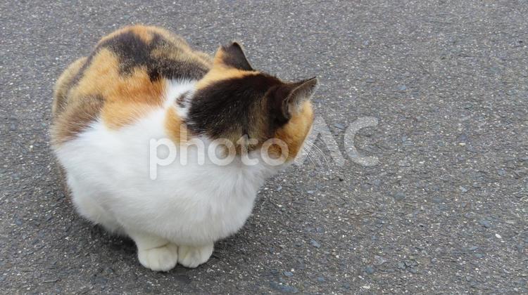 自慢の毛並を強調するために振り返る三毛猫 三毛猫,猫,振り返るの写真素材