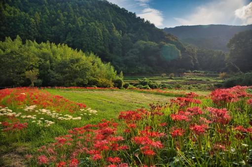 のどかな秋の里山風景 のどかな秋の里山風景の写真